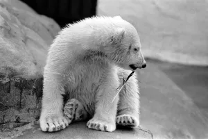 Four month old polar bear cub Janina at Bristol zoo. May 1975 Four month old polar bear cub Janina at Bristol zoo. May 1975