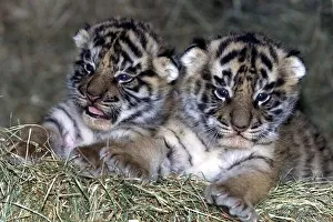The two month old tiger cubs at the West Midland Safari Park, Bewdley. 1999 The two month old tiger cubs at the West Midland Safari Park, Bewdley. 1999