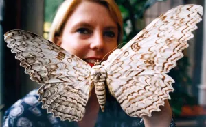 Morag Wood of the Natural History Museum with the Giant Agrippa Moth on show at Morag Wood of the Natural History Museum with the Giant Agrippa Moth on show at