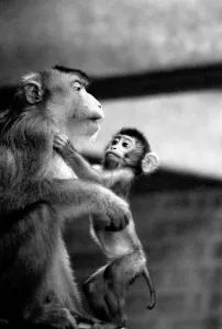 Mother and baby pig-tailed monkey January 1975 75-00240-018 Mother and baby pig-tailed monkey January 1975 75-00240-018