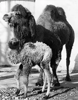 Mother Olga and daughter, Valentina at London zoo. March 1970 P007382 Mother Olga and daughter, Valentina at London zoo. March 1970 P007382