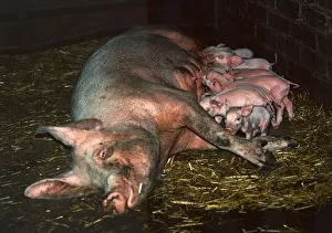 A mother pig lying on her side with her piglets July 1971 A mother pig lying on her side with her piglets July 1971