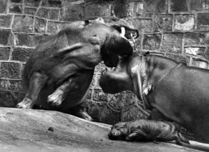 Mother to the Rescue: General the hippo bit off more than he could chew when his mate Mother to the Rescue: General the hippo bit off more than he could chew when his mate