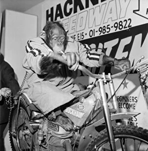 Images Dated 31st December 1971: Motorcycle Show: Jenny an 8 year old chimp from Broxsbourne, Zoo