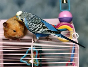 Mouse and Budgie called Rambo and Blue circa 1994 Mouse and Budgie called Rambo and Blue circa 1994