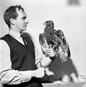 Mr. Michael John Hooper, Inspector RSPCA, holding a young Honey Buzzard Mr. Michael John Hooper, Inspector RSPCA, holding a young Honey Buzzard