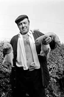 Mr Robinson pictured with his pet Ferrets. May 1975 Mr Robinson pictured with his pet Ferrets. May 1975