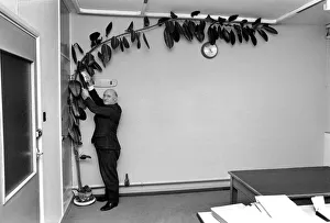 Mr. Wilf Berrill and Giant Rubber Tree Plant (Unusual). January 1975 75-00331-001 Mr. Wilf Berrill and Giant Rubber Tree Plant (Unusual). January 1975 75-00331-001