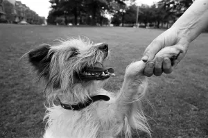 Mrs Moira West, aged 56, from Harrogate, pictured with her dog Jimmy Mrs Moira West, aged 56, from Harrogate, pictured with her dog Jimmy