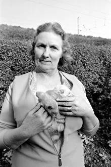 Mrs Queenie Robinson pictured with her pet Ferrets. May 1975 Mrs Queenie Robinson pictured with her pet Ferrets. May 1975