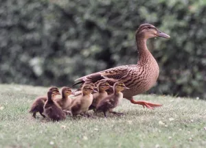 Back with mum the ducklings with Doris on their way to the local stream in Bournville Back with mum the ducklings with Doris on their way to the local stream in Bournville