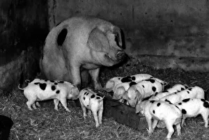 Muriel the Moses Gloucester Old Spot Sow - the proud mother of eleven piglets - at Muriel the Moses Gloucester Old Spot Sow - the proud mother of eleven piglets - at