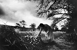 Mushroom farm at Longfield, Surrey. 28th March 1935 Mushroom farm at Longfield, Surrey. 28th March 1935