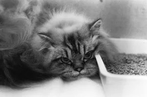 The National Cat Club Championship Show 1984 at Olympia A©Mirrorpix The National Cat Club Championship Show 1984 at Olympia A©Mirrorpix