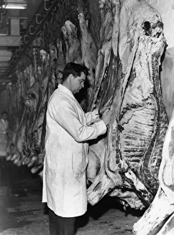 New abattoir supplying Teesside with fresh meat, Marton, Middlesbrough, 8th March 1967 New abattoir supplying Teesside with fresh meat, Marton, Middlesbrough, 8th March 1967