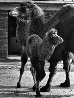 A New Baby Bactrian Camel at London Zoo: Maggie the baby camel, and the mother A New Baby Bactrian Camel at London Zoo: Maggie the baby camel, and the mother