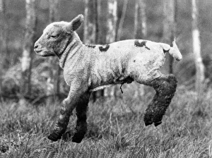 A new-born lamb jumps for joy in a sunlit field, one of 300 frisky creatures that are A new-born lamb jumps for joy in a sunlit field, one of 300 frisky creatures that are