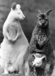 A New Line in Jumpers: What do you get when you cross a white wallaby with a brown A New Line in Jumpers: What do you get when you cross a white wallaby with a brown