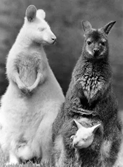 A New Line in Jumpers: What do you get when you cross a white wallaby with a brown A New Line in Jumpers: What do you get when you cross a white wallaby with a brown