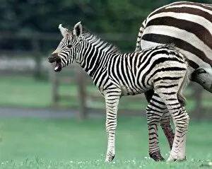 Images Dated 8th June 1998: A new star in stripes 'Zena'the hour old Zebra foal takes her first glimpse at