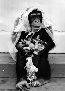 Nina the blushing chimp bride with her bouquet of flowers. April 1976 Nina the blushing chimp bride with her bouquet of flowers. April 1976