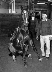 An obedient horse sitting down when told to do so December 1989 An obedient horse sitting down when told to do so December 1989