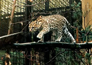 Ocelot at Glasgow zoo endangered species wild cat circa 1994 Ocelot at Glasgow zoo endangered species wild cat circa 1994