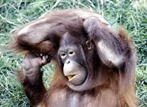 Images Dated 1st August 1979: An orang utan at Chester Zoo August 1979