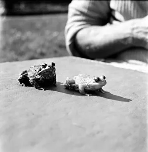 Orange frogs on a garaden table April 1975 75-2149-001 Orange frogs on a garaden table April 1975 75-2149-001