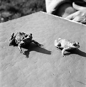 Orange frogs on a garaden table April 1975 75-2149-011 Orange frogs on a garaden table April 1975 75-2149-011