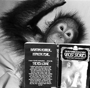 An Orangutan reading ghost stories. 20th November 1980 An Orangutan reading ghost stories. 20th November 1980