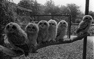 Six orphaned Tawny Owls that were handed in to Birdworld in Farnham Surrey when people Six orphaned Tawny Owls that were handed in to Birdworld in Farnham Surrey when people