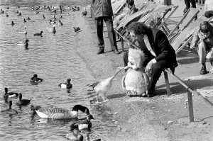 Orville and Ducks: Keith Harris's duck Orville had breakfast with some feathered Orville and Ducks: Keith Harris's duck Orville had breakfast with some feathered