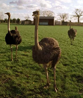 Ostrich Farm at Bramfield in Suffolk December 1997 Ostrich Farm at Bramfield in Suffolk December 1997