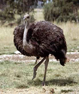 An ostrich at Lion Park in South Africa April 1973 An ostrich at Lion Park in South Africa April 1973