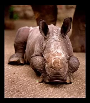 Images Dated 21st June 1998: Otze the Rhinocerous born at Edinburgh Zoo June 1998