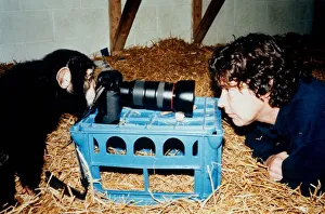 Paco the chimp is setting up the photographic equipment at the Monkey World Rescue Centre Paco the chimp is setting up the photographic equipment at the Monkey World Rescue Centre