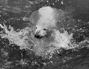Paddiwack the London Zoo Polar Bear cub takes his first plunge into his pool Paddiwack the London Zoo Polar Bear cub takes his first plunge into his pool
