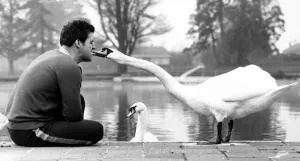 A pair of swans called George and Mildred have taken over the outdoor swimming pool at A pair of swans called George and Mildred have taken over the outdoor swimming pool at