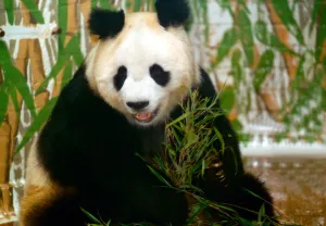 Panda bear sitting and eating bamboo and London Zoo June 1993 Panda bear sitting and eating bamboo and London Zoo June 1993