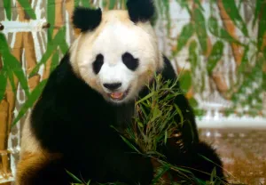 Panda bear sitting and eating bamboo and London Zoo June 1993 A©Mirrorpix Panda bear sitting and eating bamboo and London Zoo June 1993 A©Mirrorpix
