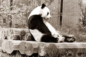 A panda sits and contemplates his day at the zoo, sitting on top of a pile of logs A panda sits and contemplates his day at the zoo, sitting on top of a pile of logs