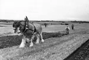 Participants at the Northern Counties ploughing match at Throckley in 1983 Participants at the Northern Counties ploughing match at Throckley in 1983