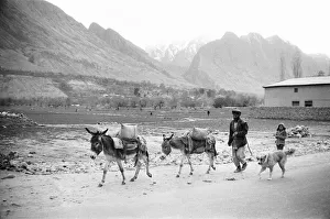 A Pashtun tribesman seen here with his donkeys close to the town of Darra Adam Khel A Pashtun tribesman seen here with his donkeys close to the town of Darra Adam Khel