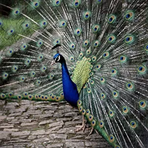 A peacock at Tapely Park in Devon May 1981 A peacock at Tapely Park in Devon May 1981