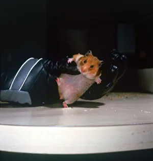 Penfold the Hooligan Hamster being held in leather boxing glove Owned by Mary Penfold the Hooligan Hamster being held in leather boxing glove Owned by Mary