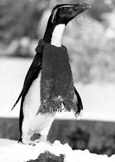 Penguin Rocky in his donated scarf to keep out the chill of the Arctic Penguin Rocky in his donated scarf to keep out the chill of the Arctic