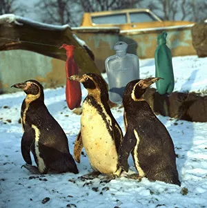 Three penguins in the snow, with three hot water bottles circa 1985 Three penguins in the snow, with three hot water bottles circa 1985