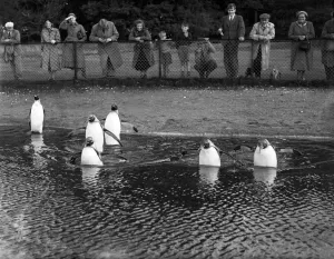 Penguins at Whipsnade Zoo, Bedfordshire. 18th September 1952 Penguins at Whipsnade Zoo, Bedfordshire. 18th September 1952
