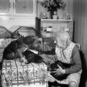 People elderly with animals. An old woman with her pet dogs at home. November 1969 Z11083 People elderly with animals. An old woman with her pet dogs at home. November 1969 Z11083